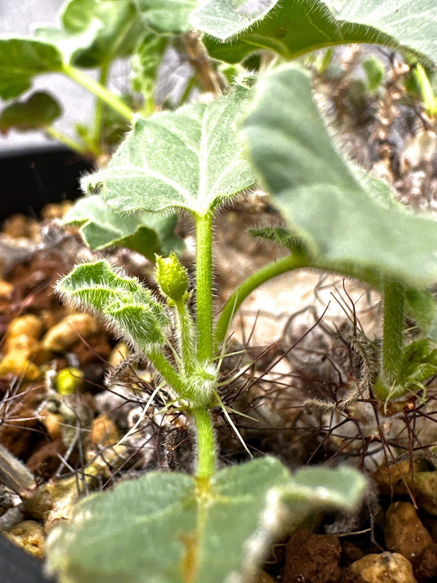 【現品限り】ヤトロファ・マルギナータ 実生【I73】 Jatropha marginata