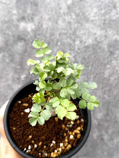 【現品限り】コミフォラ・サクシコラ 実生【I74】 Commiphora saxicola