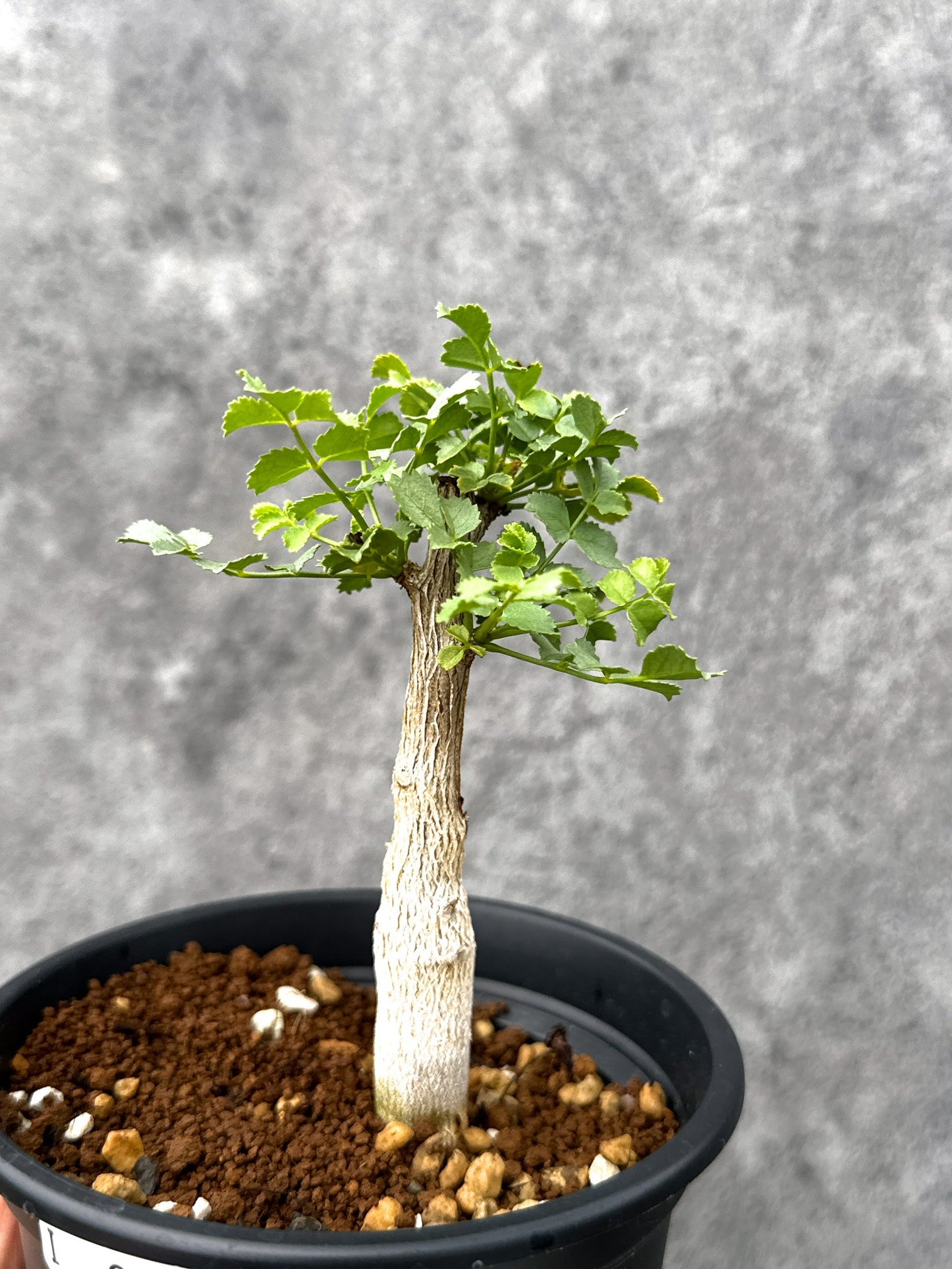 【現品限り】コミフォラ・サクシコラ 実生【I74】 Commiphora saxicola