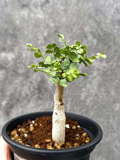 【現品限り】コミフォラ・サクシコラ 実生【I74】 Commiphora saxicola