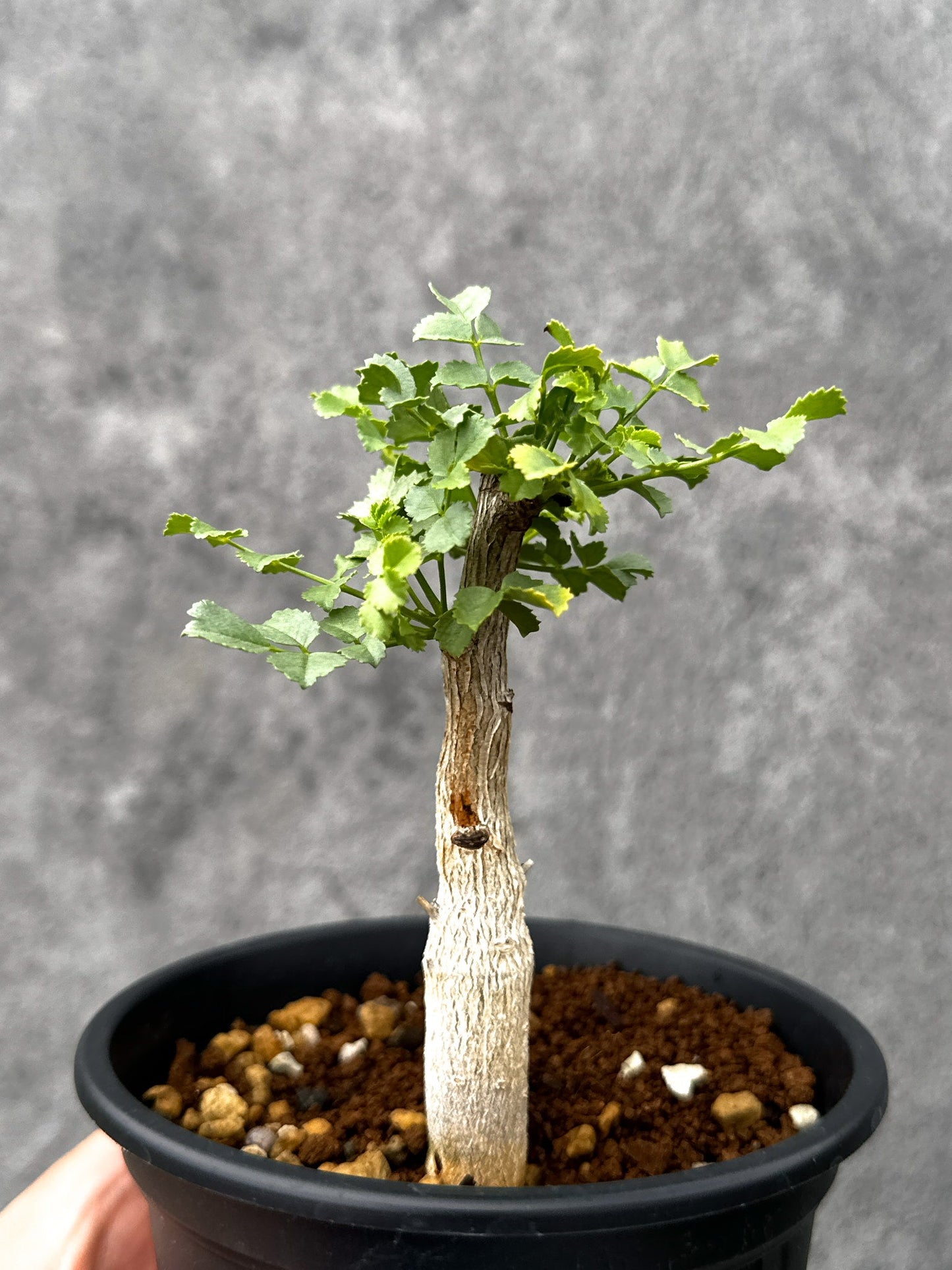 【現品限り】コミフォラ・サクシコラ 実生【I74】 Commiphora saxicola