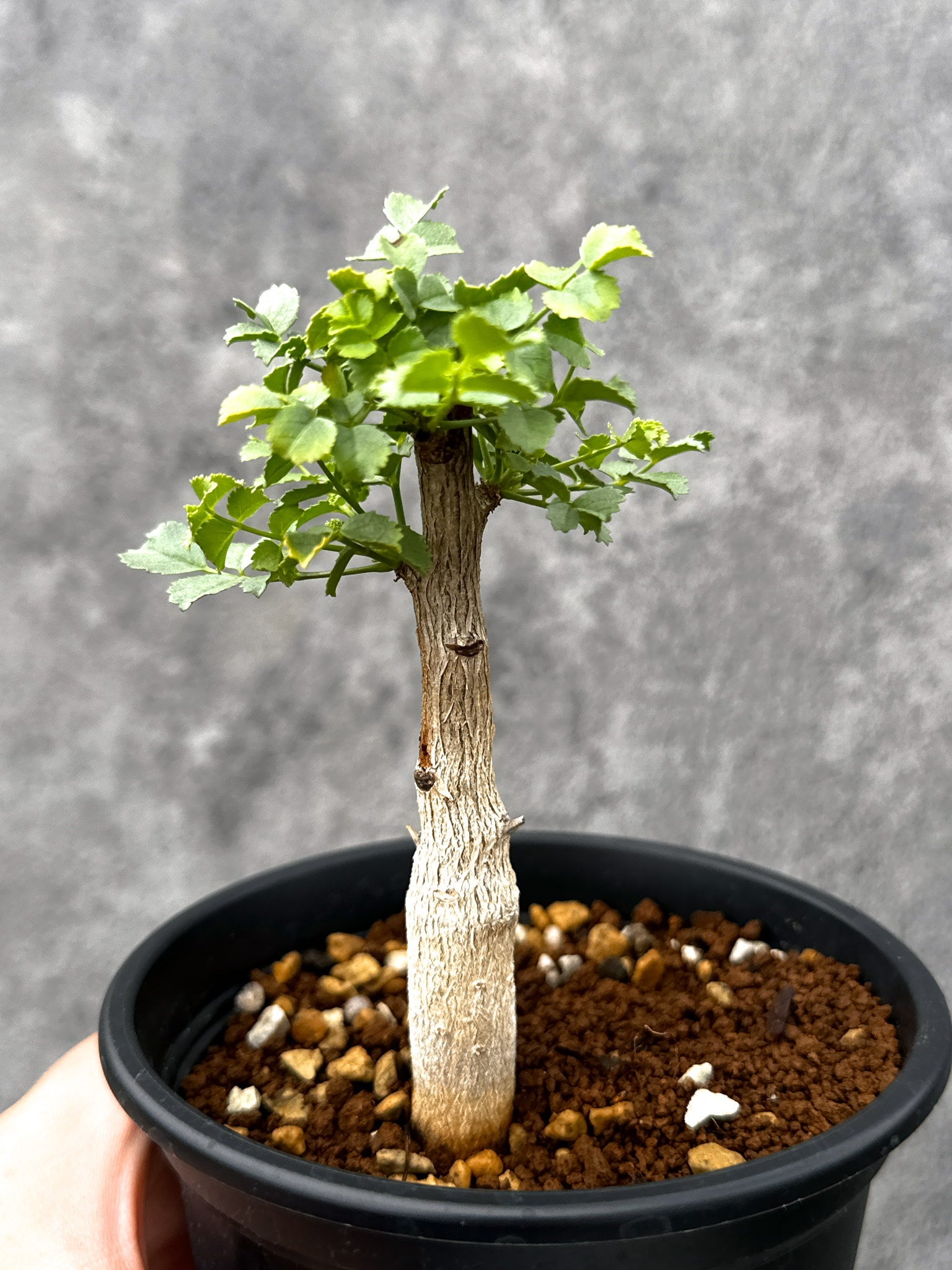 コミフォラ・サクシコラ 実生【I74】 Commiphora saxicola 塊根植物