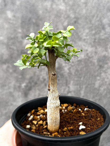 【現品限り】コミフォラ・サクシコラ 実生【I74】 Commiphora saxicola