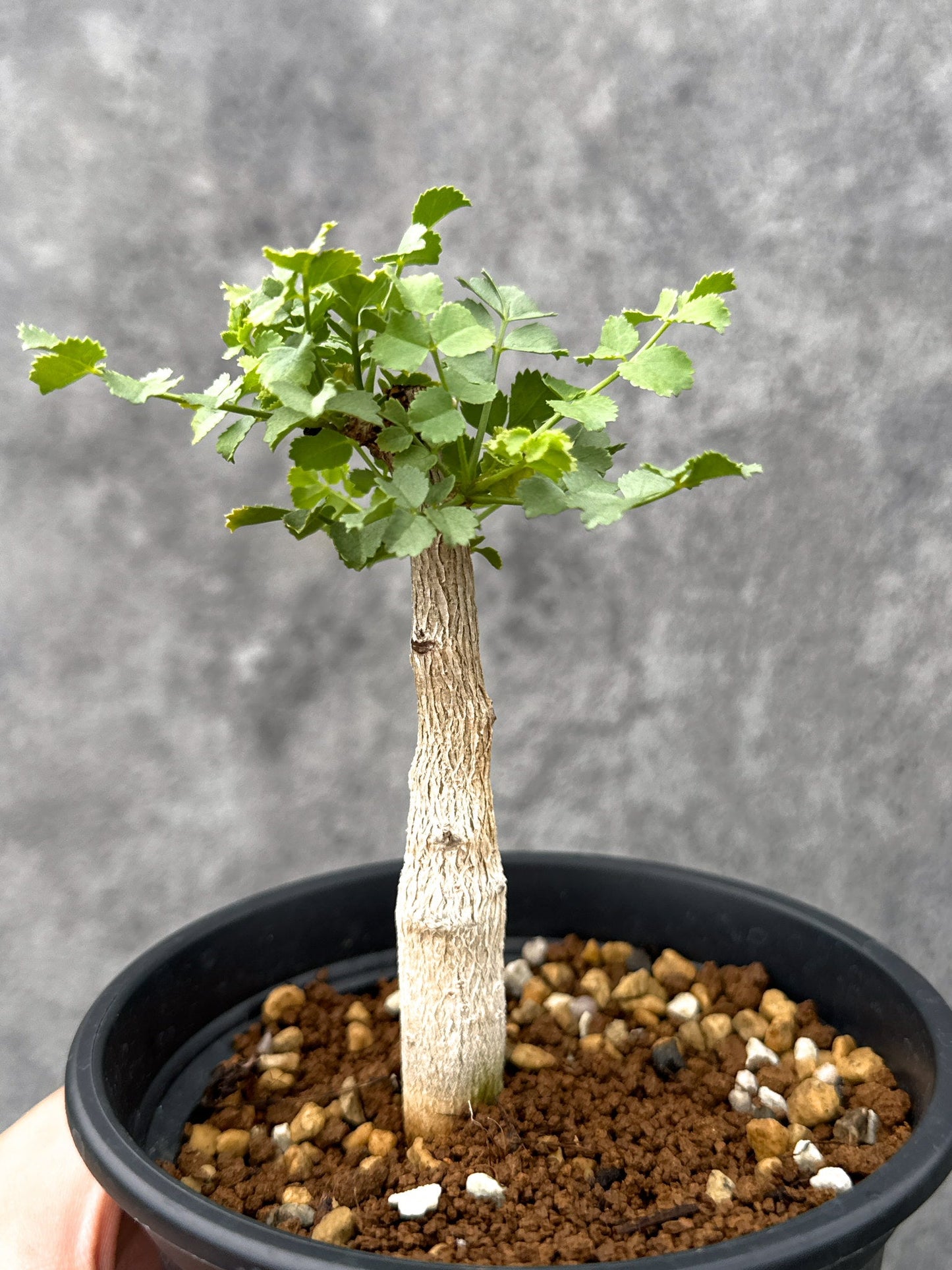 【現品限り】コミフォラ・サクシコラ 実生【I74】 Commiphora saxicola