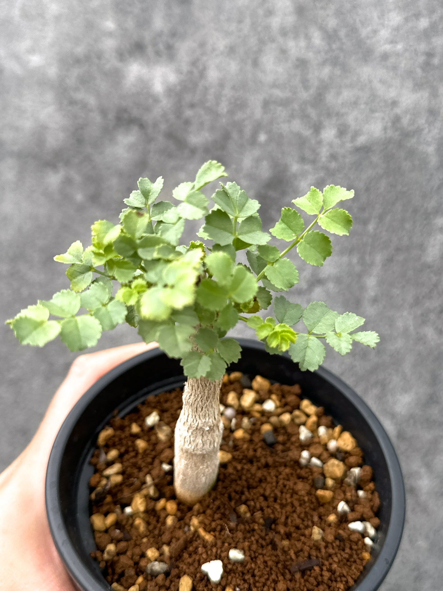 【現品限り】コミフォラ・サクシコラ 実生【I74】 Commiphora saxicola