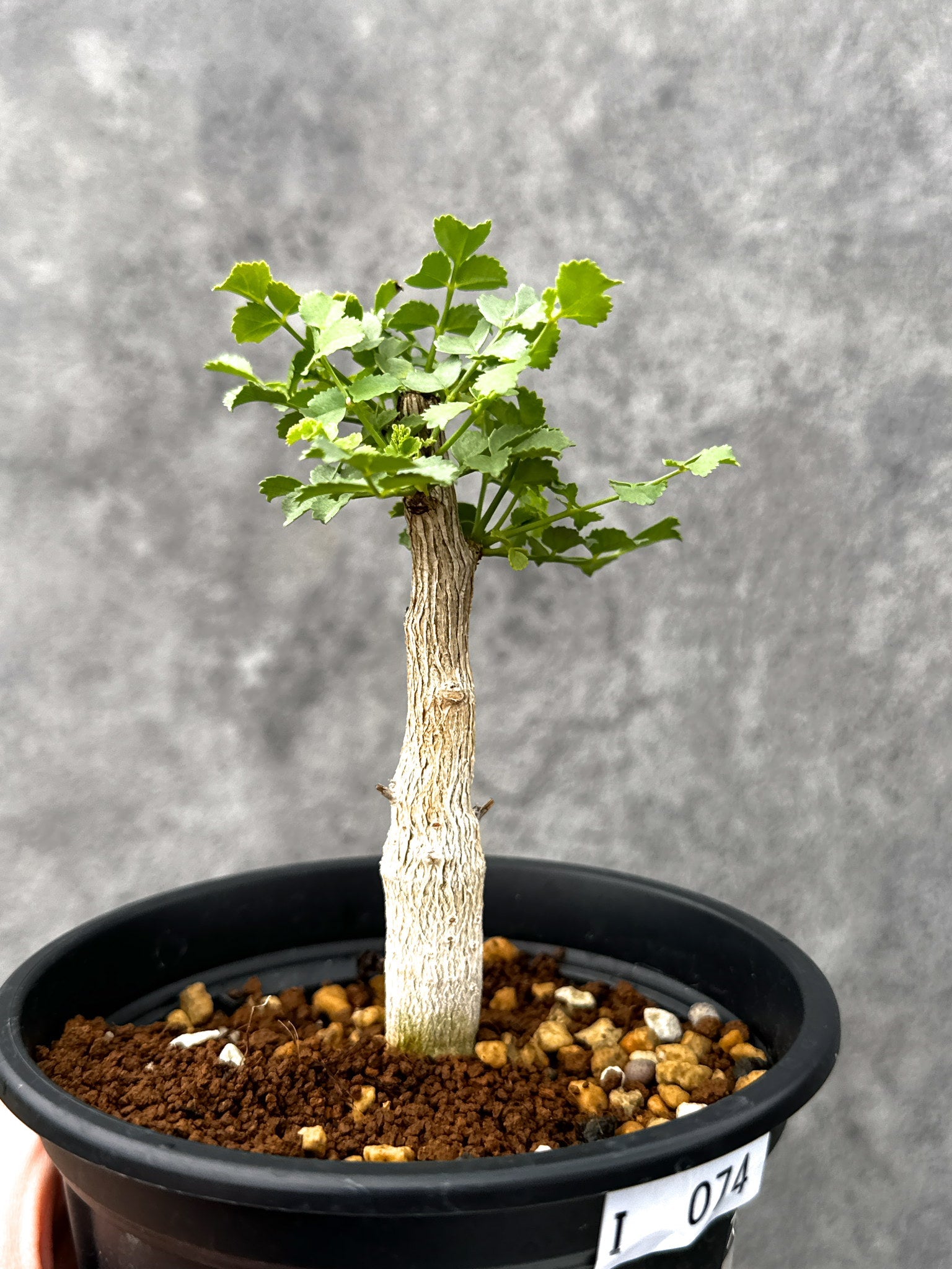 コミフォラ・サクシコラ 実生【I74】 Commiphora saxicola 塊根植物