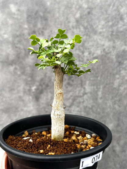 【現品限り】コミフォラ・サクシコラ 実生【I74】 Commiphora saxicola
