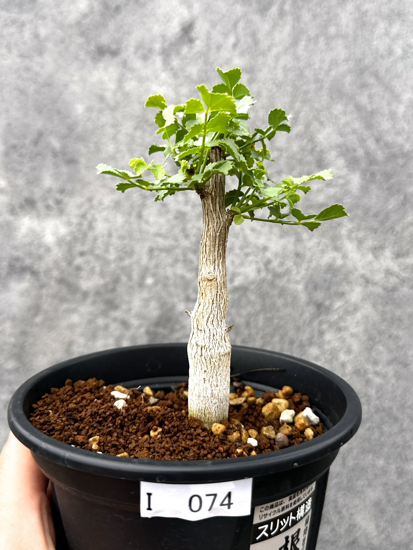 【現品限り】コミフォラ・サクシコラ 実生【I74】 Commiphora saxicola
