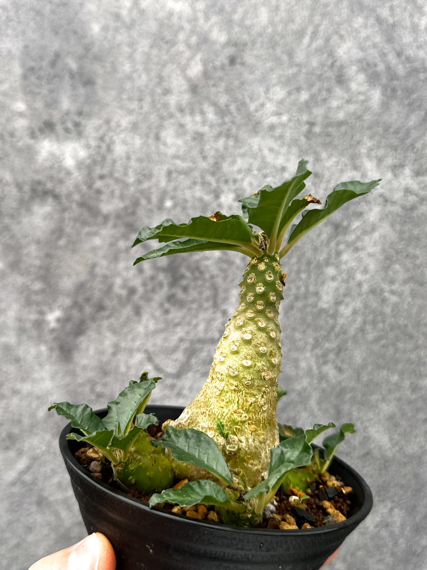 【現品限り】ドルステニア・ラブラニー 実生【I76】 Dorstenia lavrani