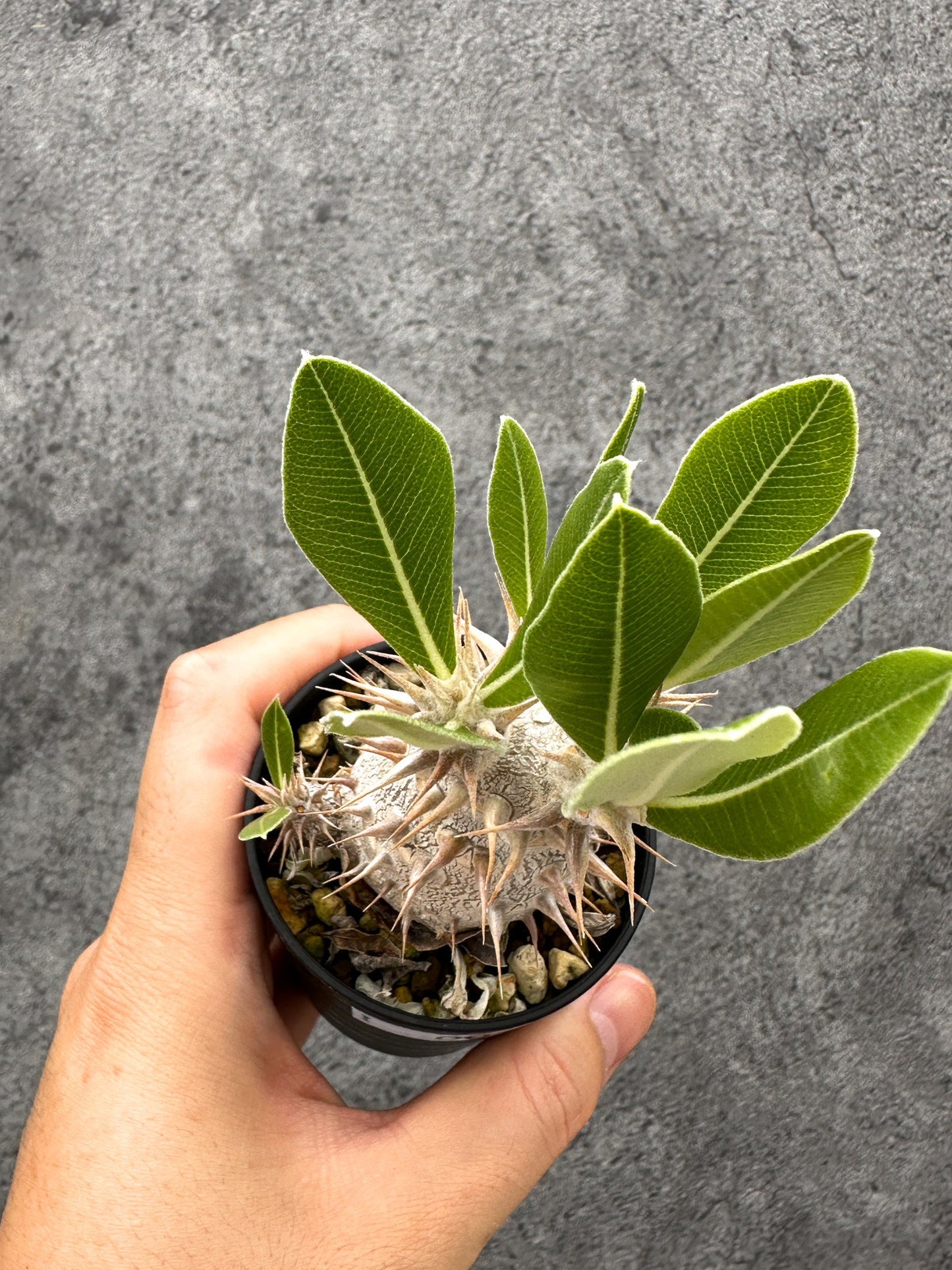 【現品限り】パキポディウム・デンシフローラム 長期実生【I7】 Pachypodium densiflorum