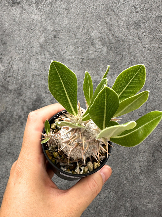 【現品限り】パキポディウム・デンシフローラム 長期実生【I7】 Pachypodium densiflorum