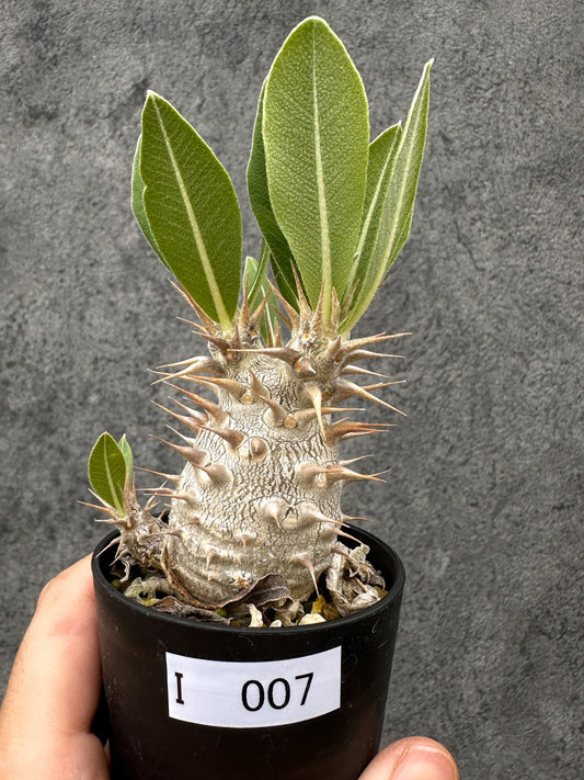 【現品限り】パキポディウム・デンシフローラム 長期実生【I7】 Pachypodium densiflorum
