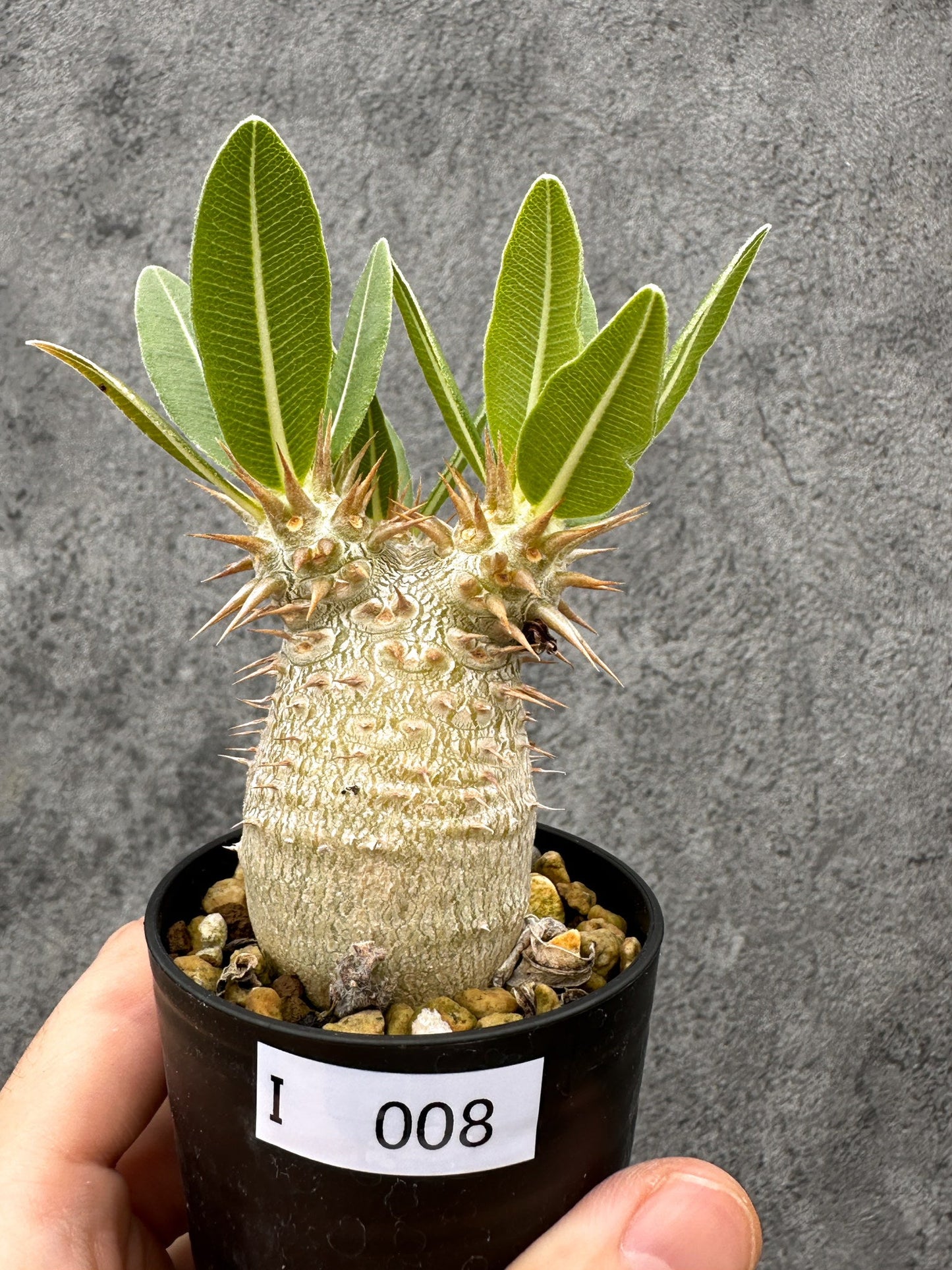 【現品限り】パキポディウム・デンシフローラム 長期実生【I8】 Pachypodium densiflorum