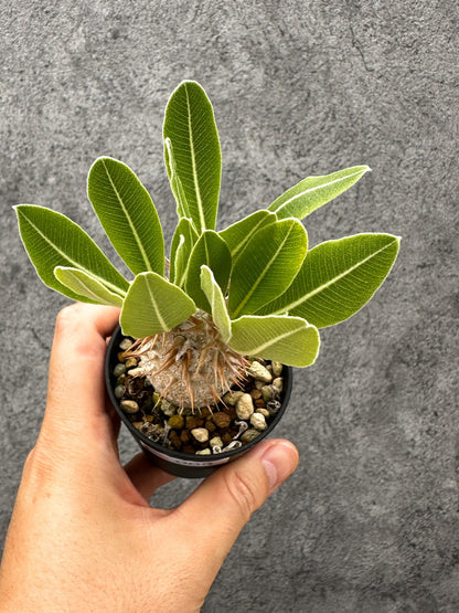 【現品限り】パキポディウム・デンシフローラム 長期実生【I9】 Pachypodium densiflorum