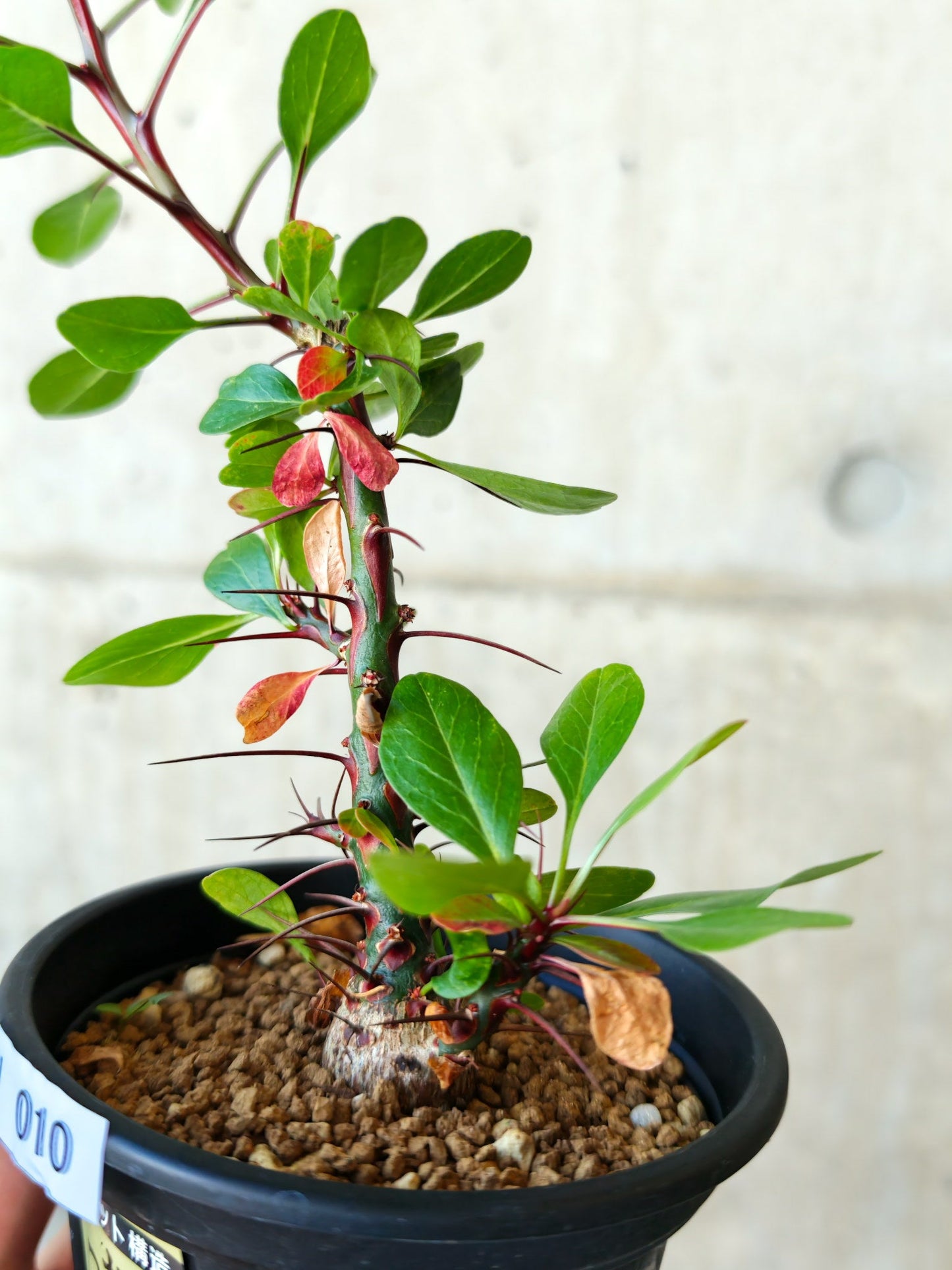 【現品限り】フォークイエリア・ファシクラータ 実生 良型【J10】 Fouquieria fasciculata