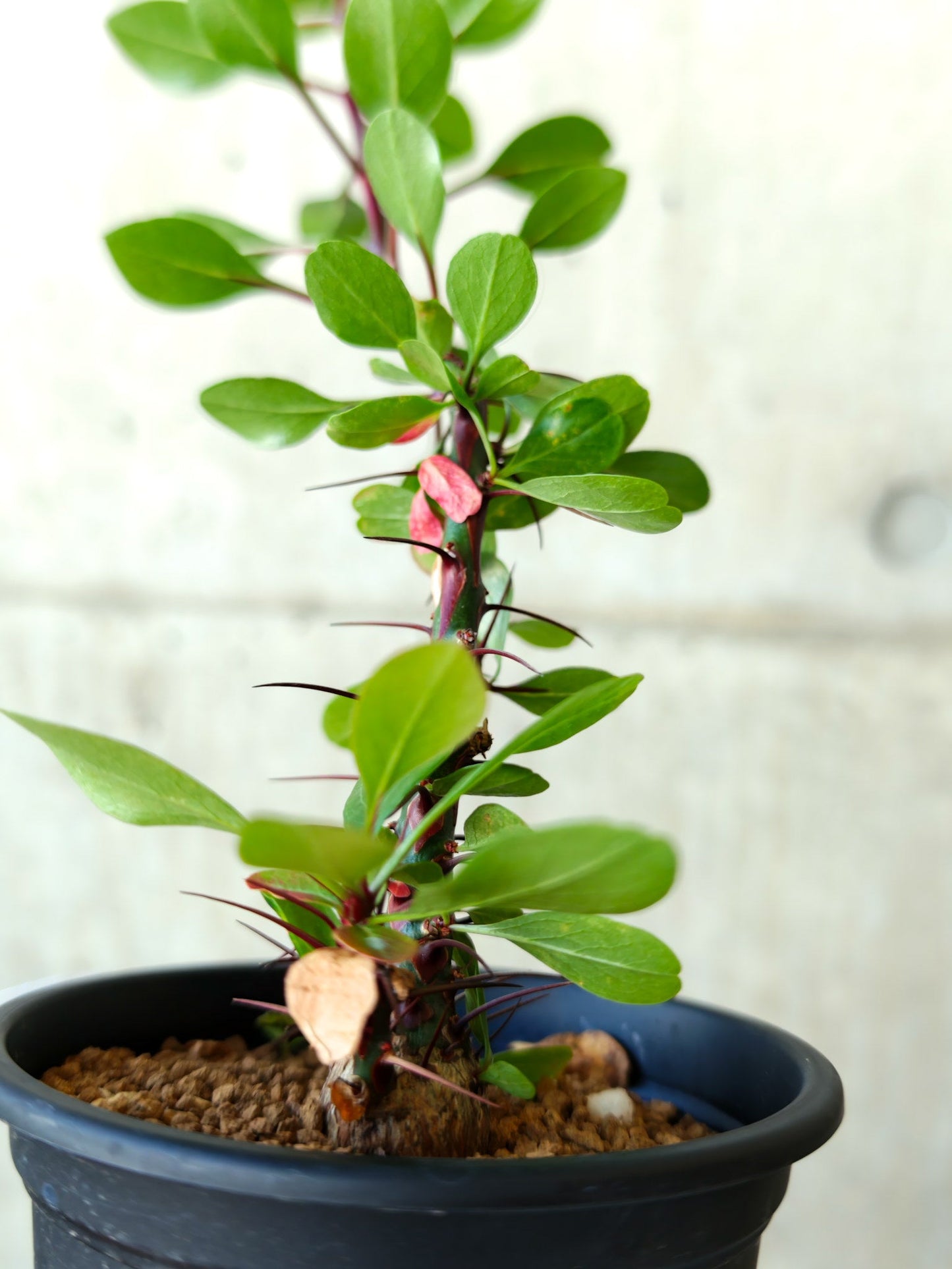 【現品限り】フォークイエリア・ファシクラータ 実生 良型【J10】 Fouquieria fasciculata
