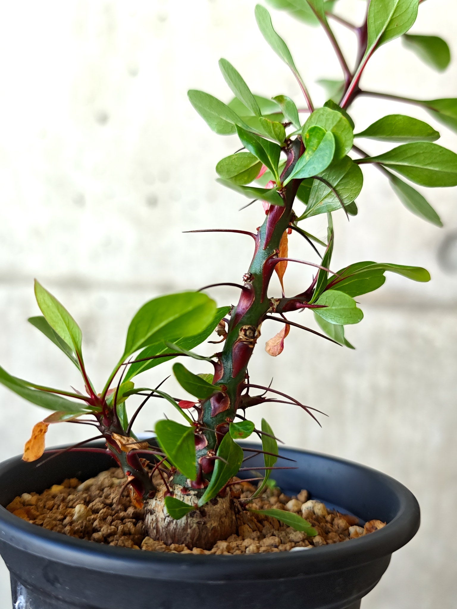 フォークイエリア・ファシクラータ 実生 良型【J10】 Fouquieria