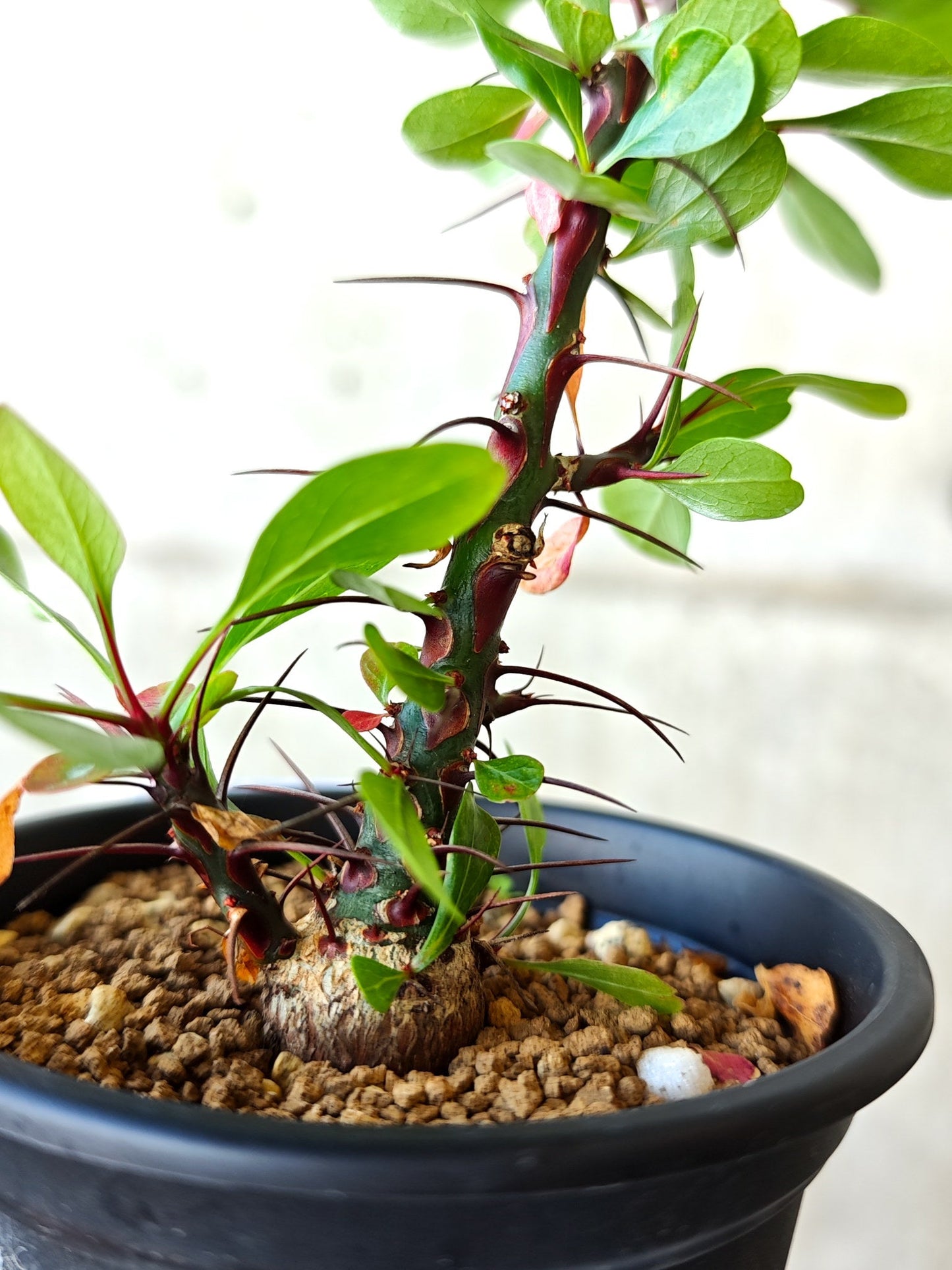 【現品限り】フォークイエリア・ファシクラータ 実生 良型【J10】 Fouquieria fasciculata