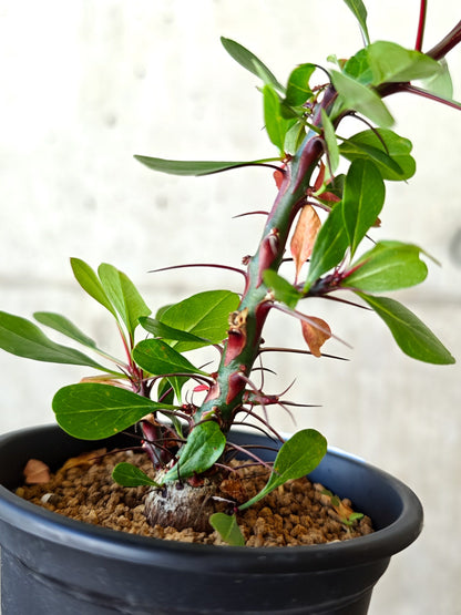 【現品限り】フォークイエリア・ファシクラータ 実生 良型【J10】 Fouquieria fasciculata
