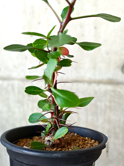 【現品限り】フォークイエリア・ファシクラータ 実生 良型【J10】 Fouquieria fasciculata