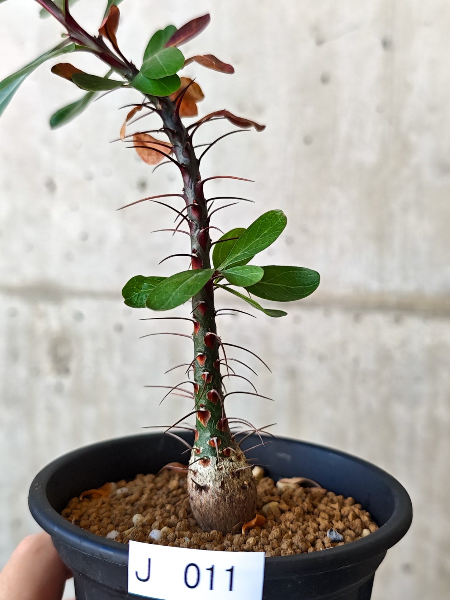 【現品限り】フォークイエリア・ファシクラータ 実生 良型【J11】 Fouquieria fasciculata