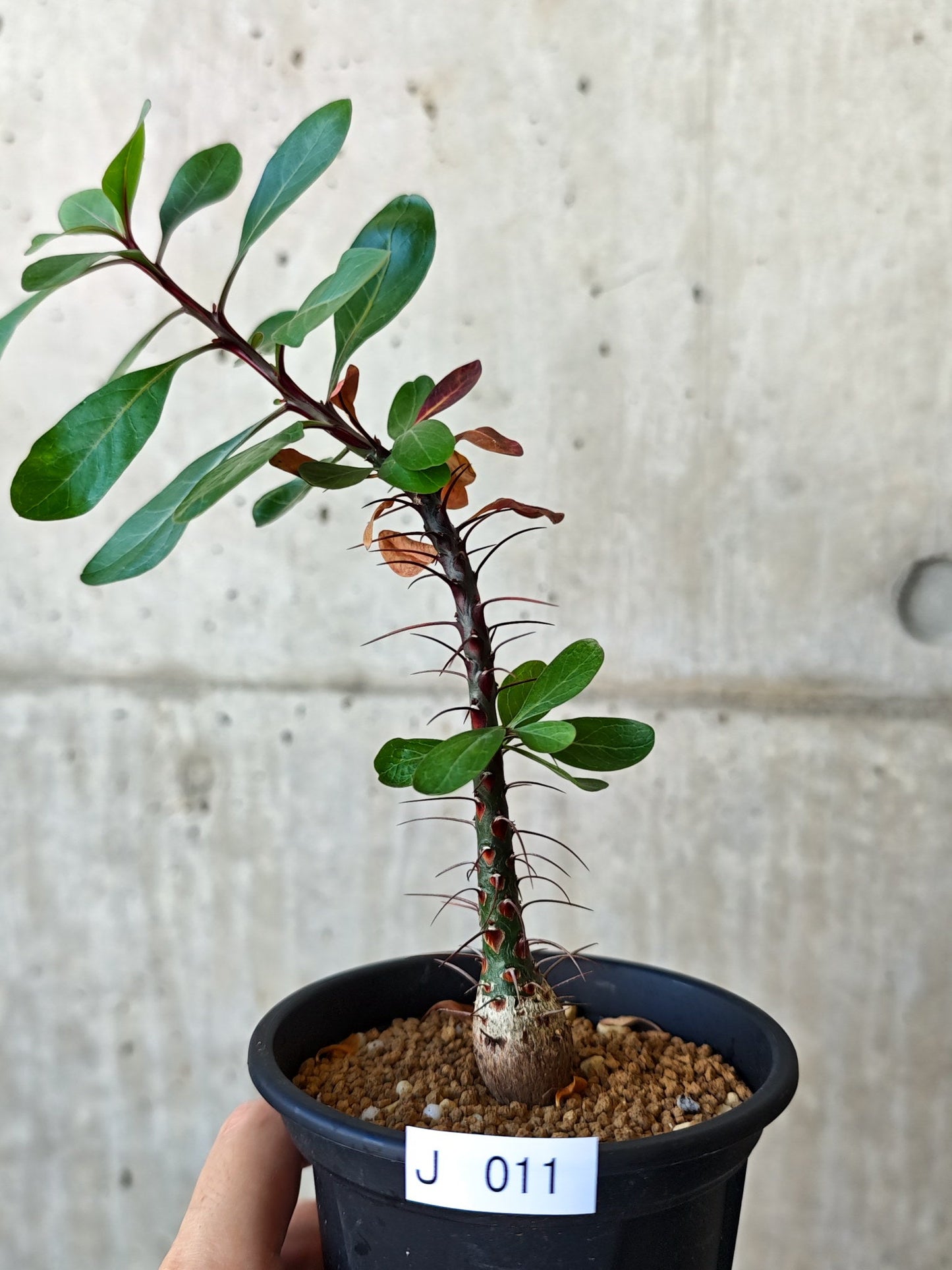 【現品限り】フォークイエリア・ファシクラータ 実生 良型【J11】 Fouquieria fasciculata