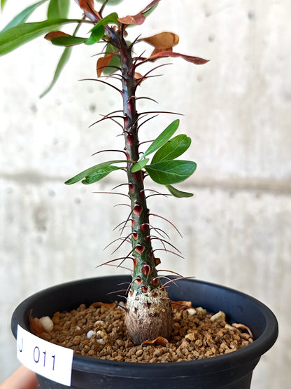 【現品限り】フォークイエリア・ファシクラータ 実生 良型【J11】 Fouquieria fasciculata