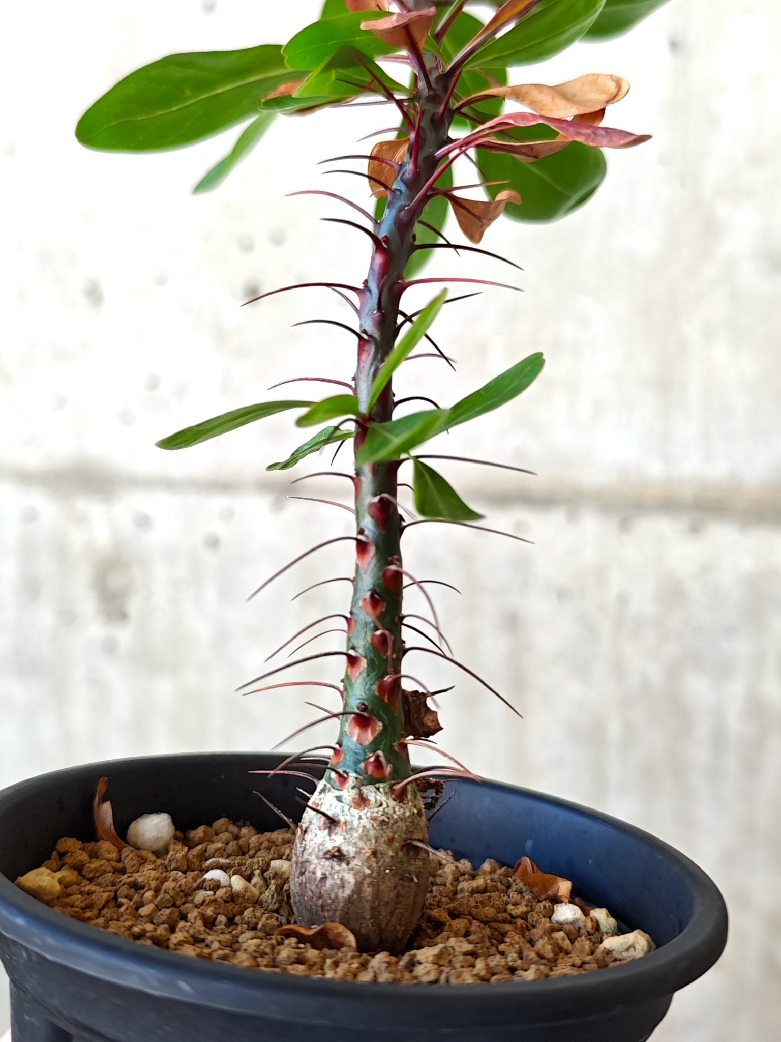 フォークイエリア・ファシクラータ 実生 良型【J11】 Fouquieria