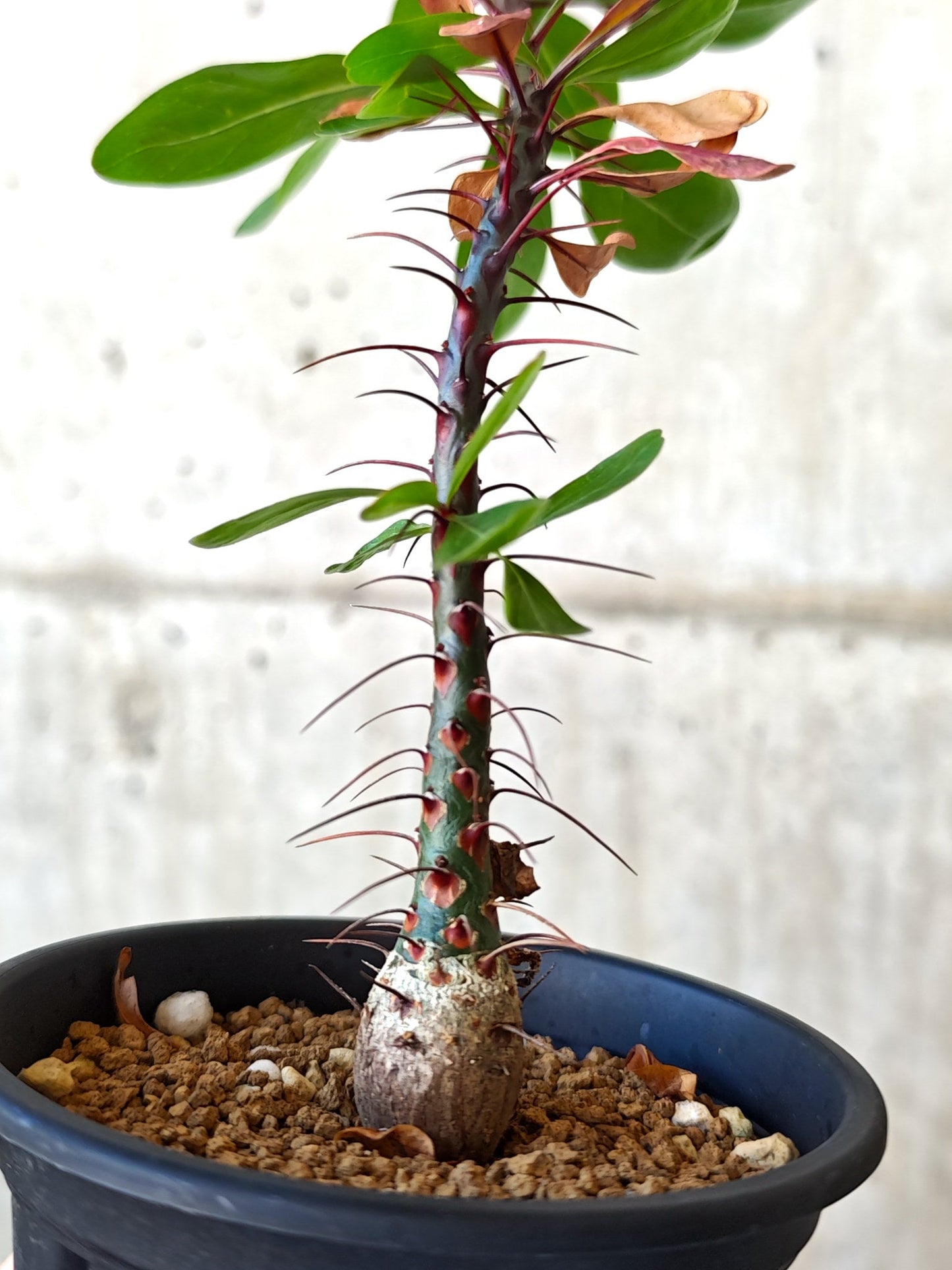 【現品限り】フォークイエリア・ファシクラータ 実生 良型【J11】 Fouquieria fasciculata