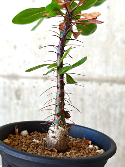 【現品限り】フォークイエリア・ファシクラータ 実生 良型【J11】 Fouquieria fasciculata