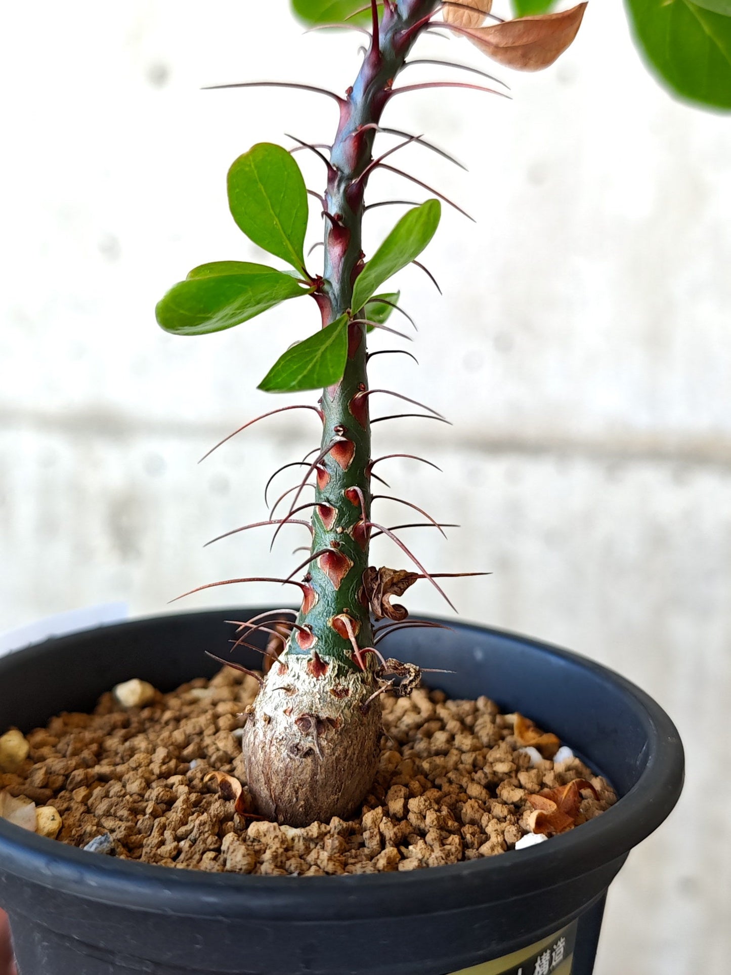 【現品限り】フォークイエリア・ファシクラータ 実生 良型【J11】 Fouquieria fasciculata