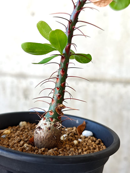【現品限り】フォークイエリア・ファシクラータ 実生 良型【J11】 Fouquieria fasciculata