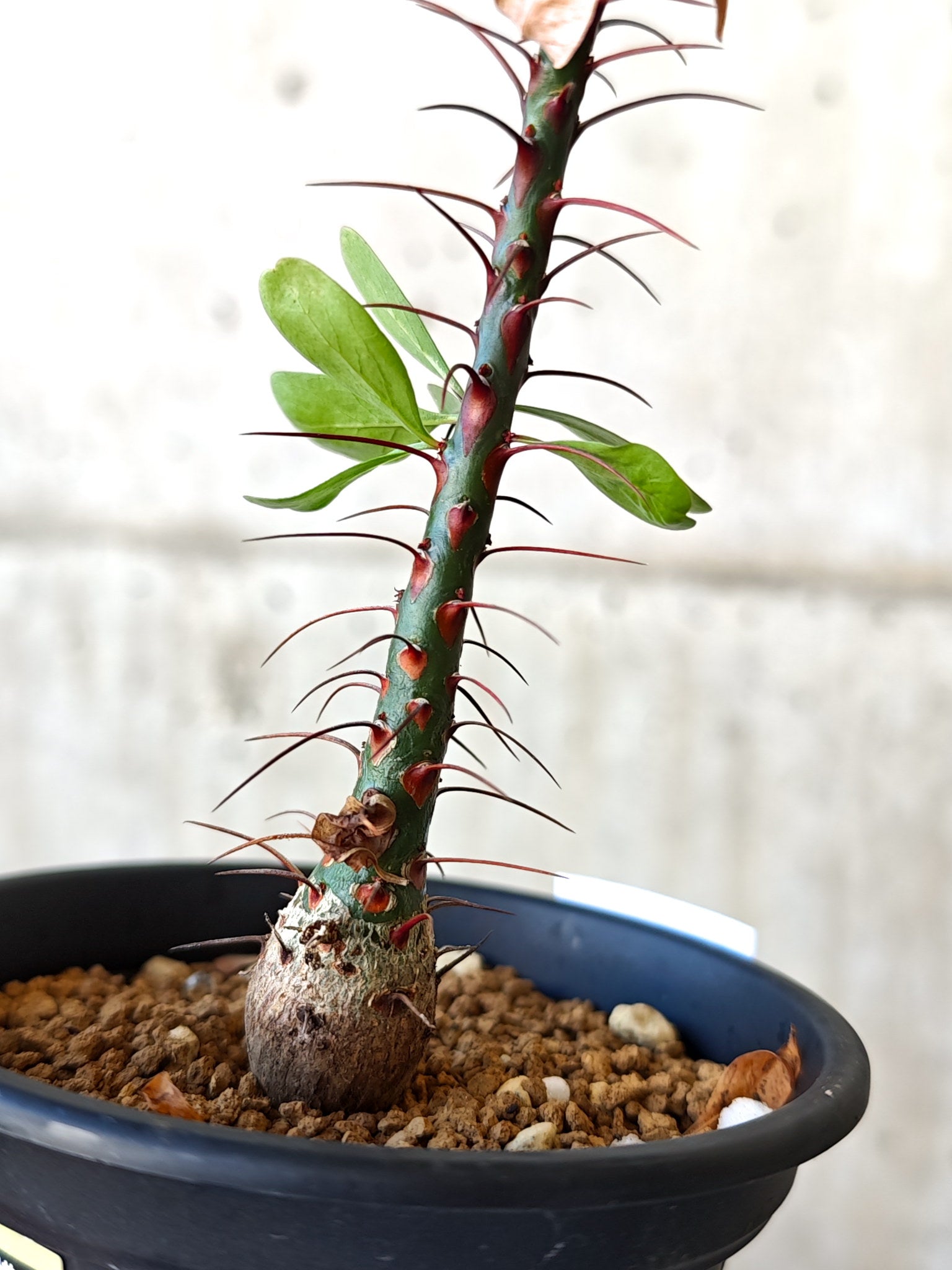 フォークイエリア・ファシクラータ 実生 良型【J11】 Fouquieria