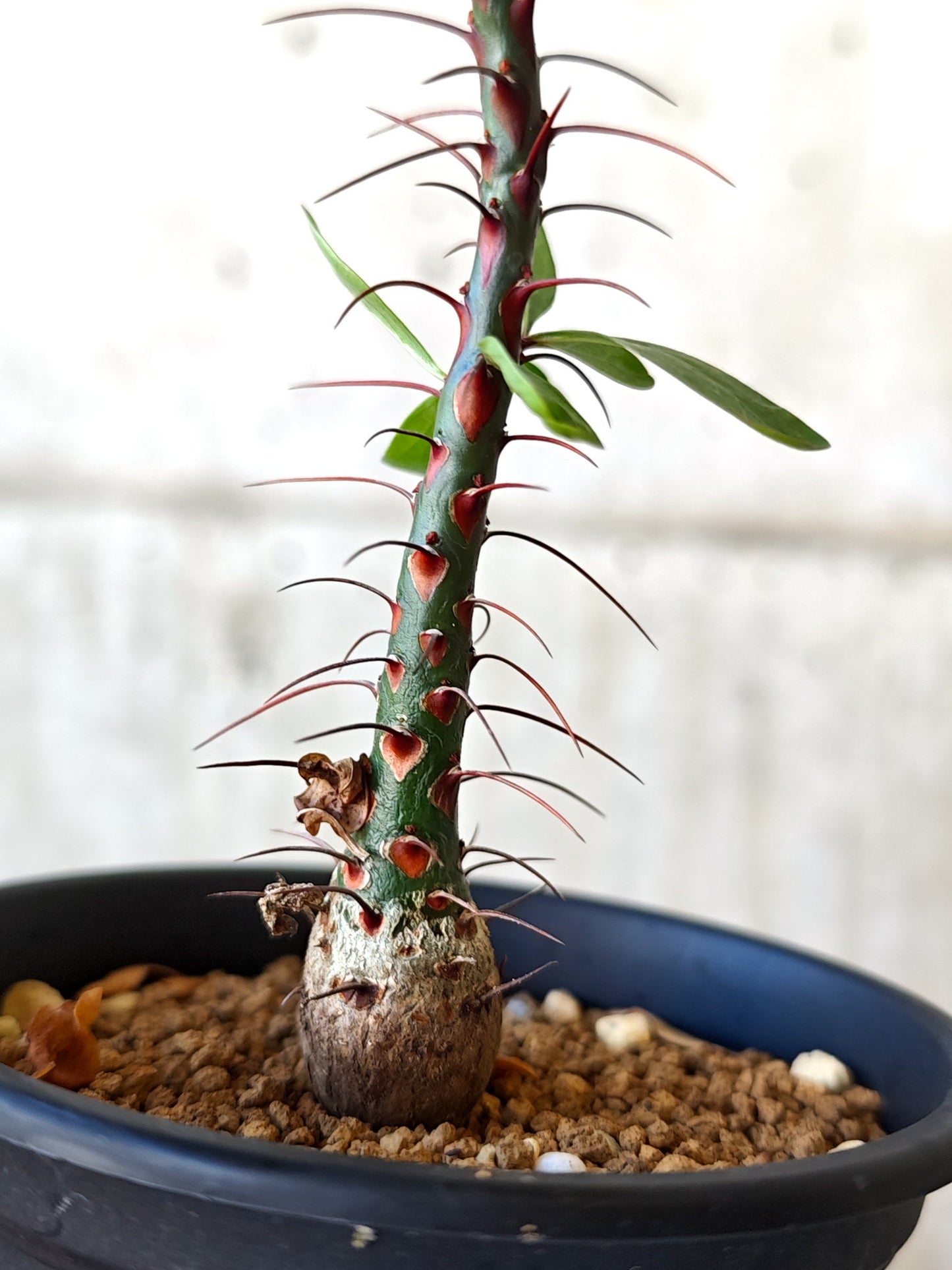 【現品限り】フォークイエリア・ファシクラータ 実生 良型【J11】 Fouquieria fasciculata
