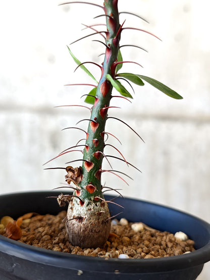 【現品限り】フォークイエリア・ファシクラータ 実生 良型【J11】 Fouquieria fasciculata