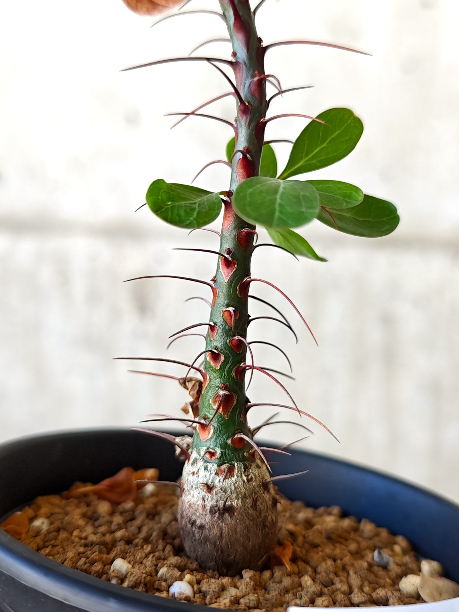 フォークイエリア・ファシクラータ 実生 良型【J11】 Fouquieria