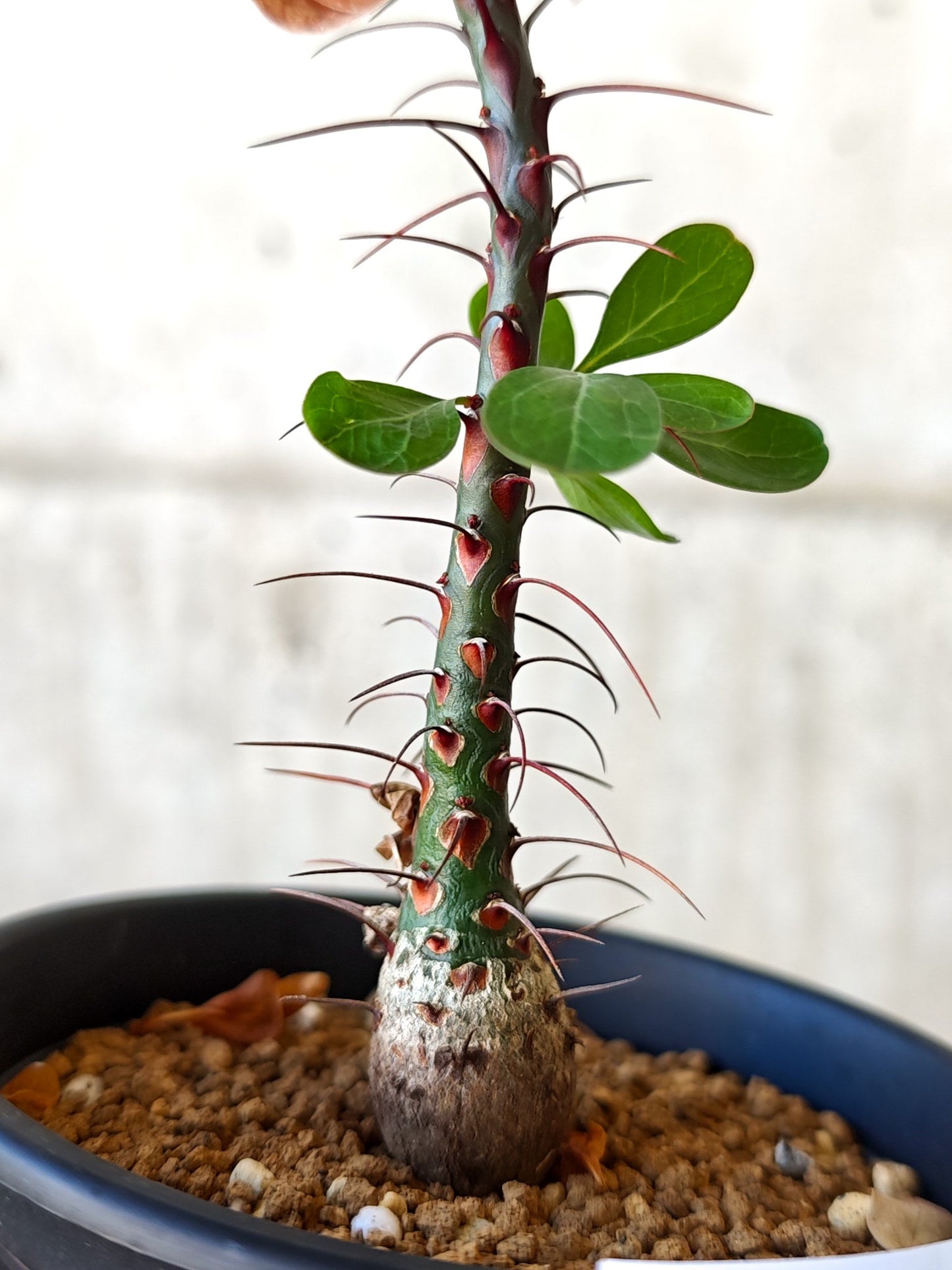 【現品限り】フォークイエリア・ファシクラータ 実生 良型【J11】 Fouquieria fasciculata