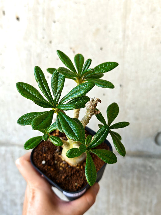 【現品限り】ドルステニア・ギガス 実生【J12】 Dorstenia gigas