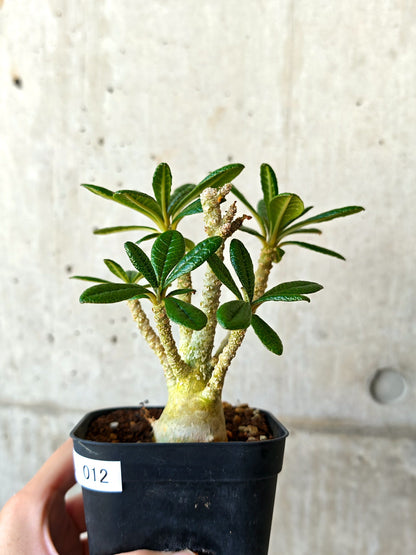 【現品限り】ドルステニア・ギガス 実生【J12】 Dorstenia gigas