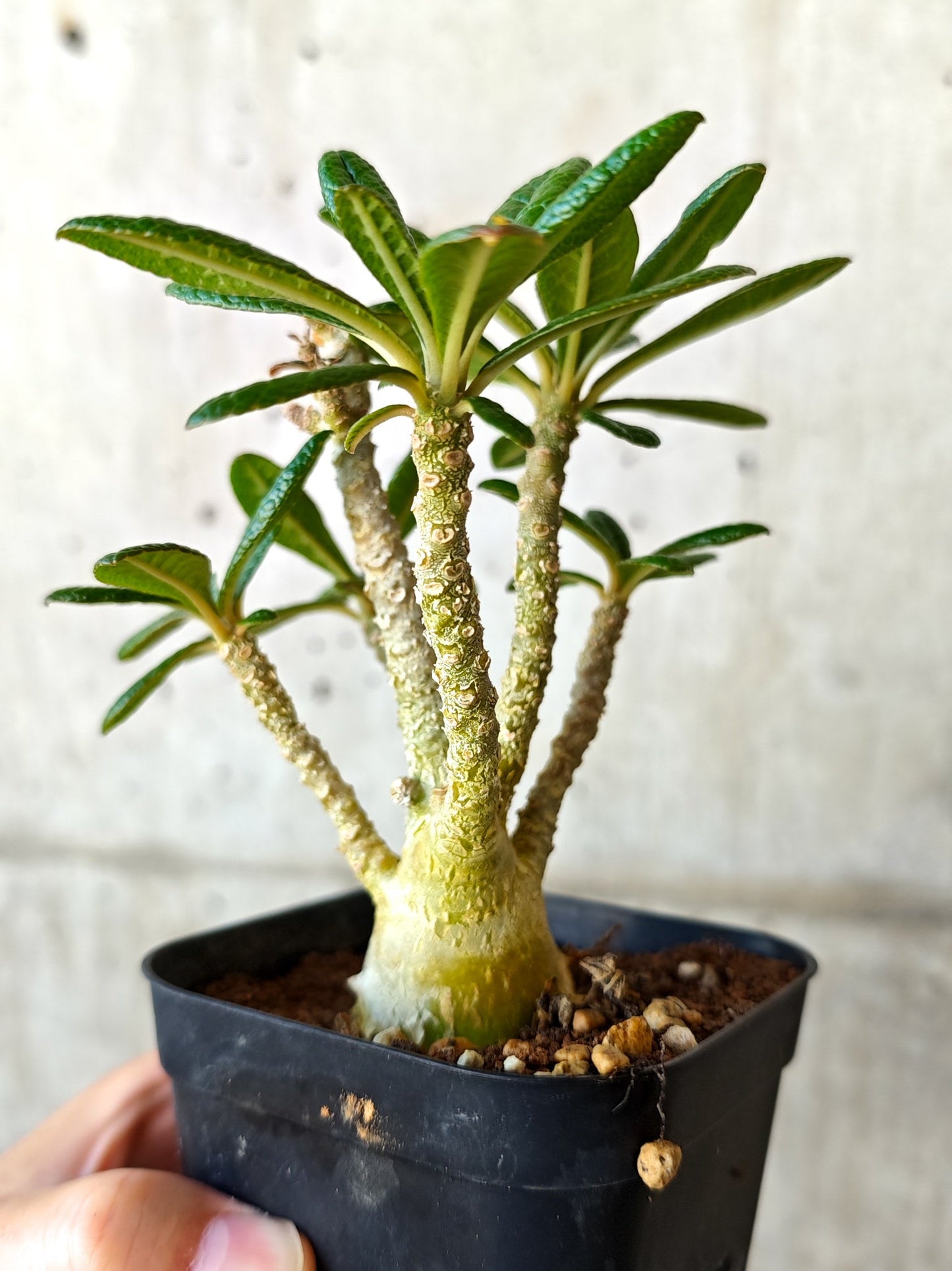 【現品限り】ドルステニア・ギガス 実生【J12】 Dorstenia gigas