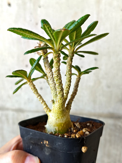 【現品限り】ドルステニア・ギガス 実生【J12】 Dorstenia gigas