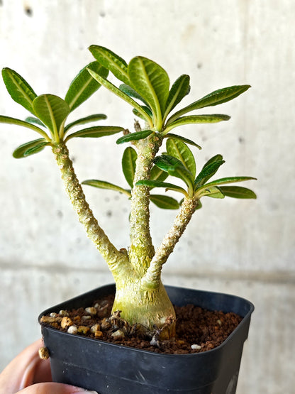 【現品限り】ドルステニア・ギガス 実生【J12】 Dorstenia gigas