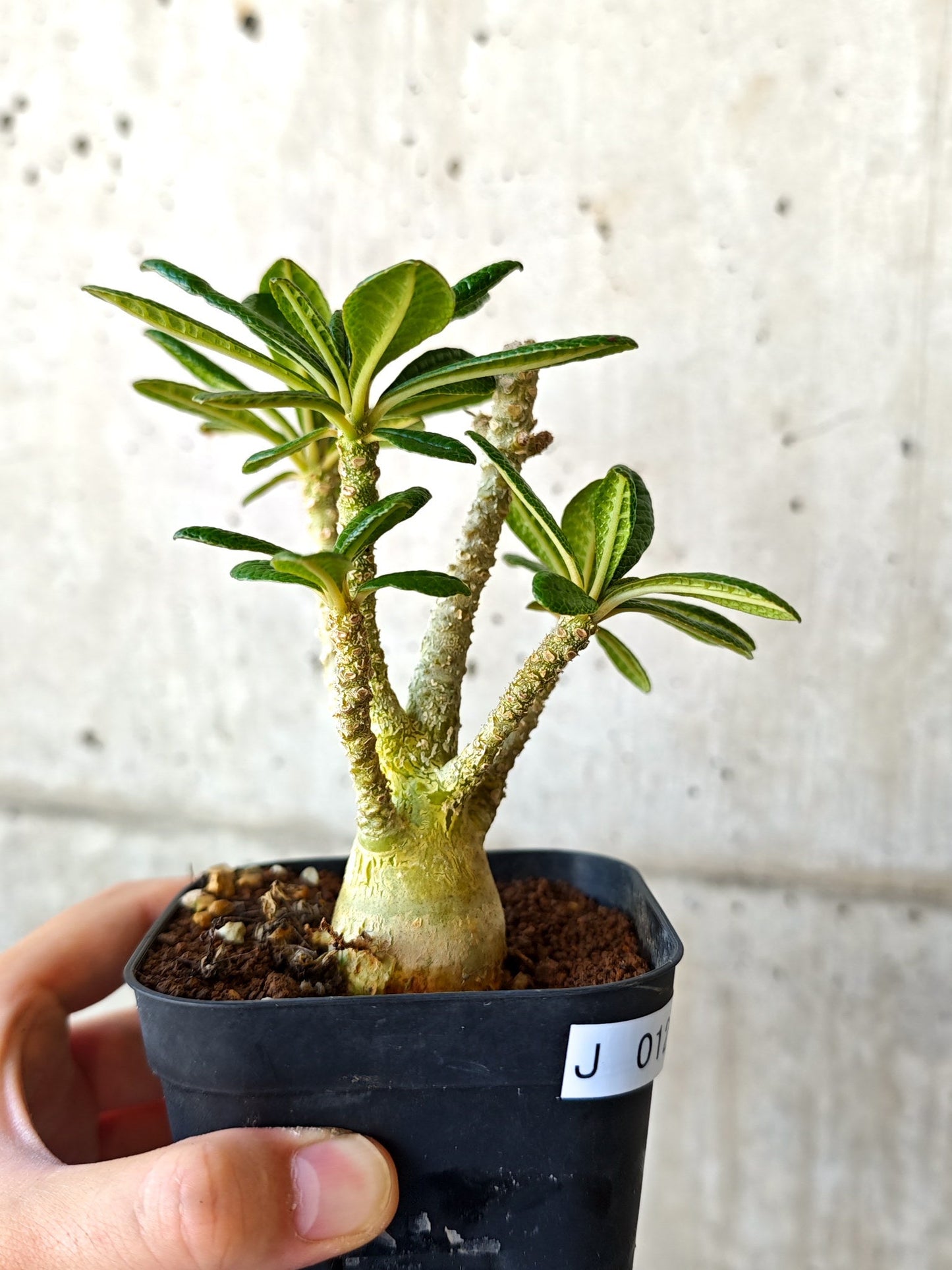 【現品限り】ドルステニア・ギガス 実生【J12】 Dorstenia gigas