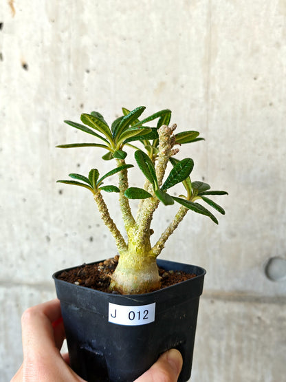 【現品限り】ドルステニア・ギガス 実生【J12】 Dorstenia gigas