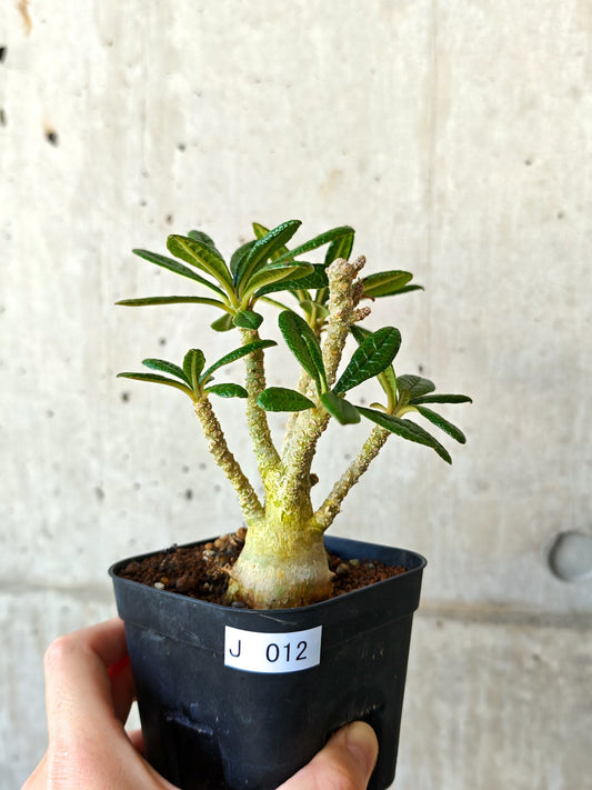 【現品限り】ドルステニア・ギガス 実生【J12】 Dorstenia gigas