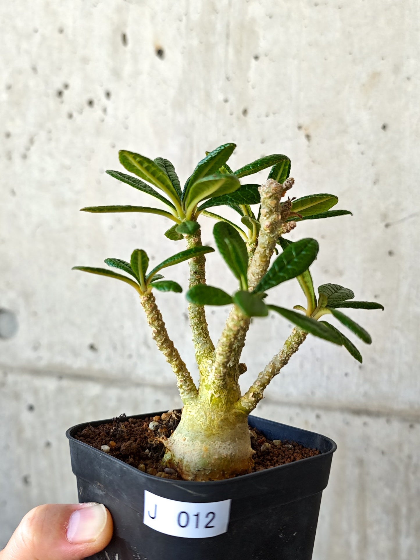 【現品限り】ドルステニア・ギガス 実生【J12】 Dorstenia gigas