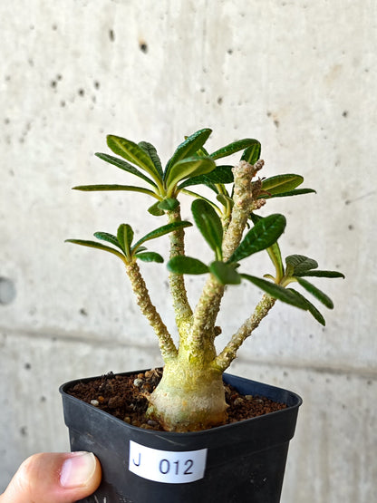 【現品限り】ドルステニア・ギガス 実生【J12】 Dorstenia gigas