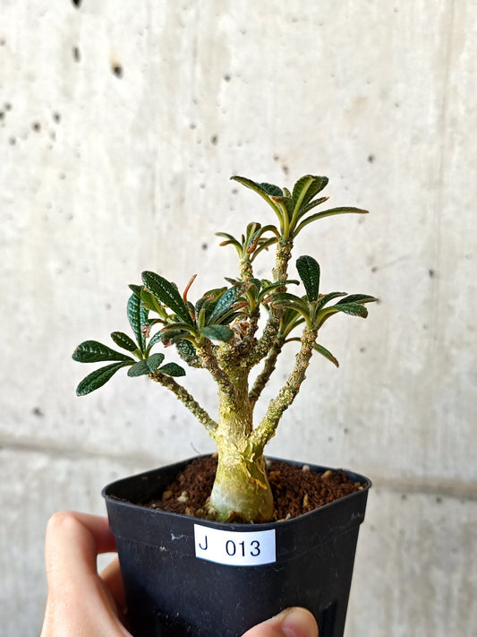 【現品限り】ドルステニア・ギガス 実生【J13】 Dorstenia gigas