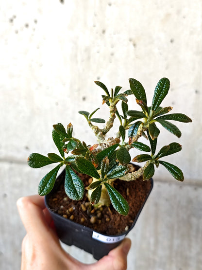 【現品限り】ドルステニア・ギガス 実生【J13】 Dorstenia gigas