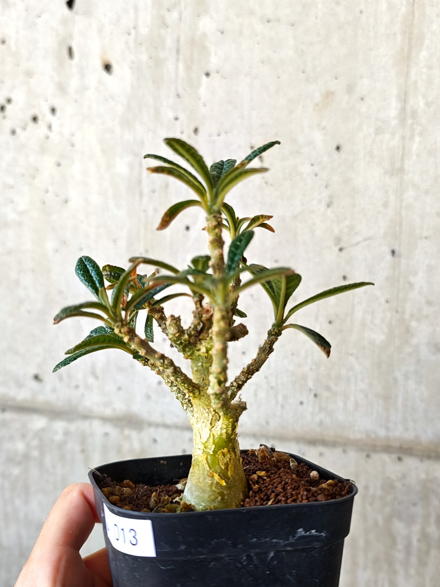 【現品限り】ドルステニア・ギガス 実生【J13】 Dorstenia gigas